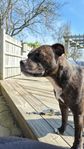 Staffordshire Bullterrier - Omplacering 