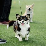 Welch corgi pembroke