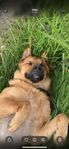 hund