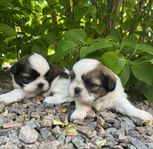 Shih-tzu SKK-reg. valpar med stamtavla 