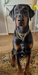 Dobermann