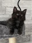 Ragdoll/norsk skogkatt blandis hona 