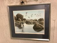 Inramad litografi Dag Peterson Strandskator