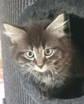 kattunge 