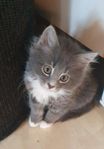 kattunge 