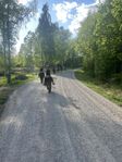Johannas islandshästar 