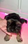 Yorkshireterrier Valp 