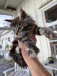 Kattungar Maine Coon