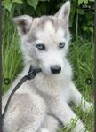 Husky valp
