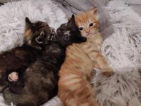 kattungar