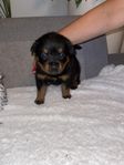 rottweiler valpar 