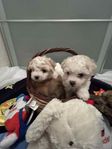 Bedårande valpar Bichon frisé/ Yorkshireterrier ( Yochon)