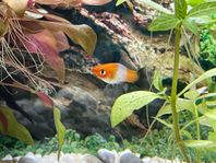 Svärdbärare Koi Kohaku Wagtail