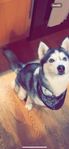 Husky tik 