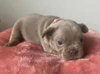 Svenskfödda Fransk Bulldog valpar