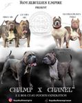 American Bully XL valpar ABKC