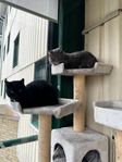  2 kastrerade hankatter