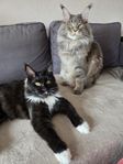 Maine coons med stamtavla omplaceras