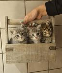 Sibirisk katt/Huskatt 