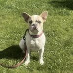 Fransk Bulldog tik snart 2 år 