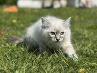 Ragdoll kattunge med stamtavla, 14 veckor, redo att flytta