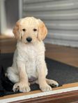Labradoodle valpar, tikar