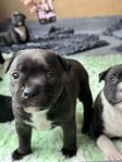 Leveransklar till semestern. Staffordshire bullterrier 