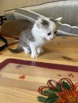 kattunge 