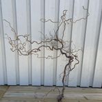 Stor ormhasselgren /trollhassel ca 90 cm