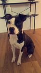 Underbar Amstaff med Stamtavla
