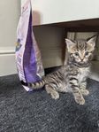 social kattunge leveransklar 25 juli 