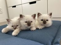 Kattungar - Helig Birma 