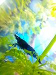 Blå Räkor, "Neocaridina, blue diamond"