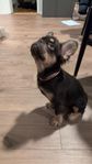 Fransk Bulldog Fluffy hane med pink & Isabella  