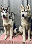 Siberian Husky