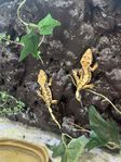Ögonfransgecko