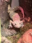 Leopardgecko med exo terra terrarium 