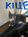 Katt 12,veckor. 