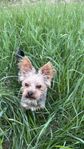 Yorkshireterrier (hane) söker date