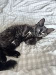 Kattunge 