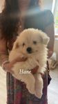 maltese blandnings valpar 