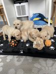 Labrador Retriever Valp