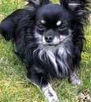 Sällskaplig, långhårig chihuahua säljes