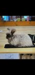 Angora havanna hane
