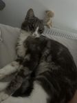 Två ettåriga 50% ragdolls
