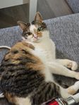 Bondkatt