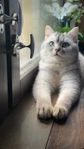 katter 