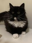 britisik blandat med Ragdoll 