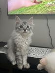 2 Kattungar