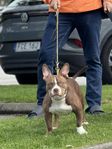 American Bully